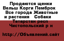 Продаются щенки Вельш Корги Пемброк  - Все города Животные и растения » Собаки   . Татарстан респ.,Чистопольский р-н